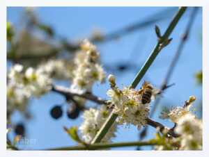 Ein Schlehe ist bei den Bienen sehr beliebt