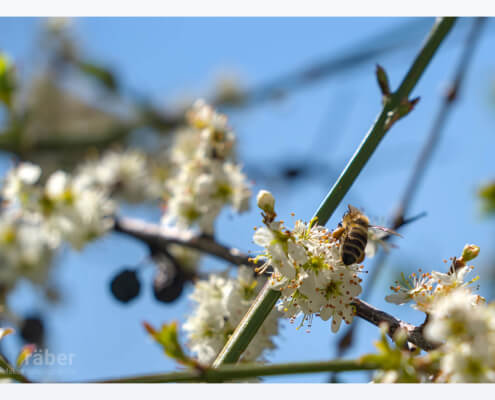 Ein Schlehe ist bei den Bienen sehr beliebt