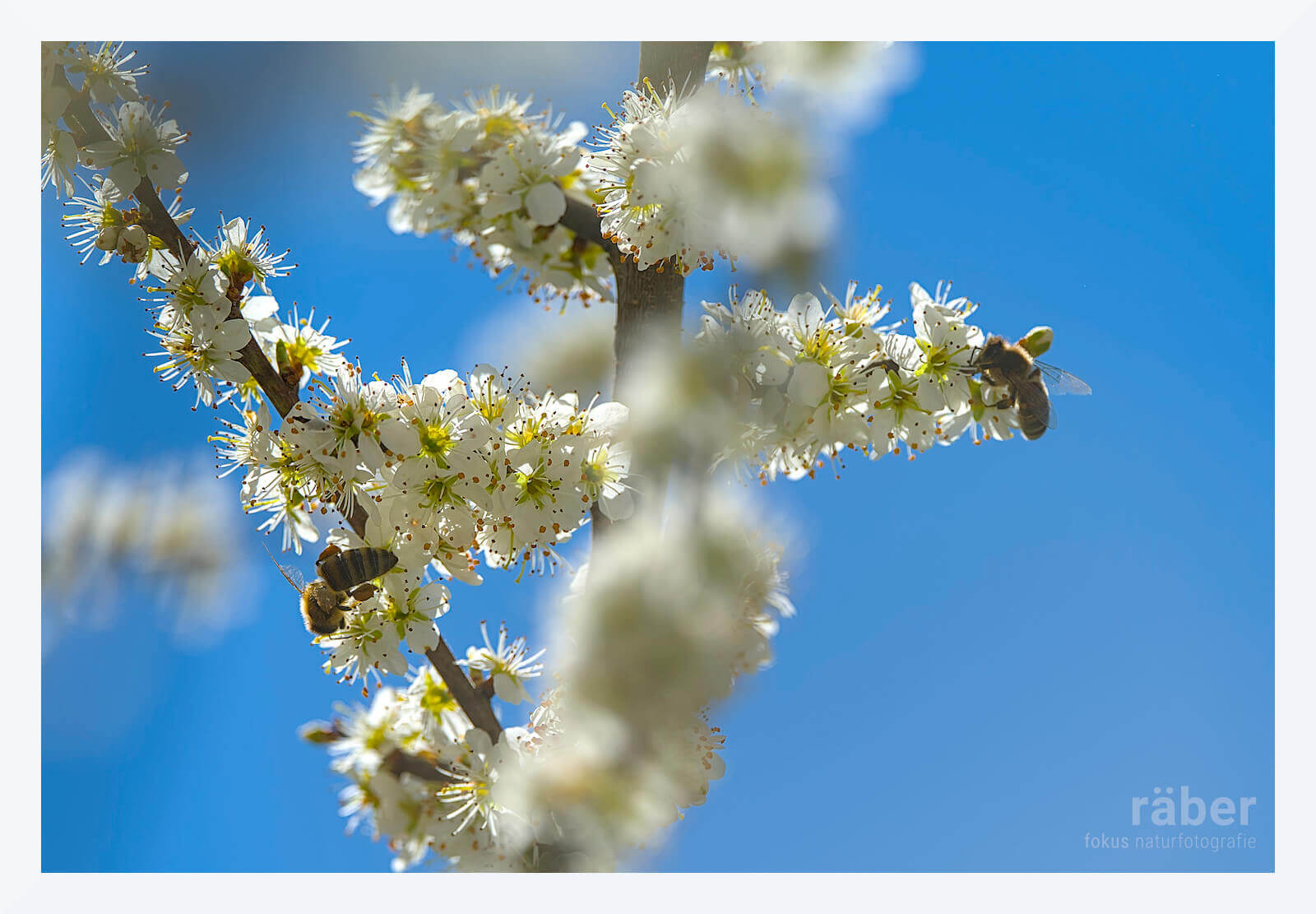 Schlehe ist ein bienenfreundlicher Strauch