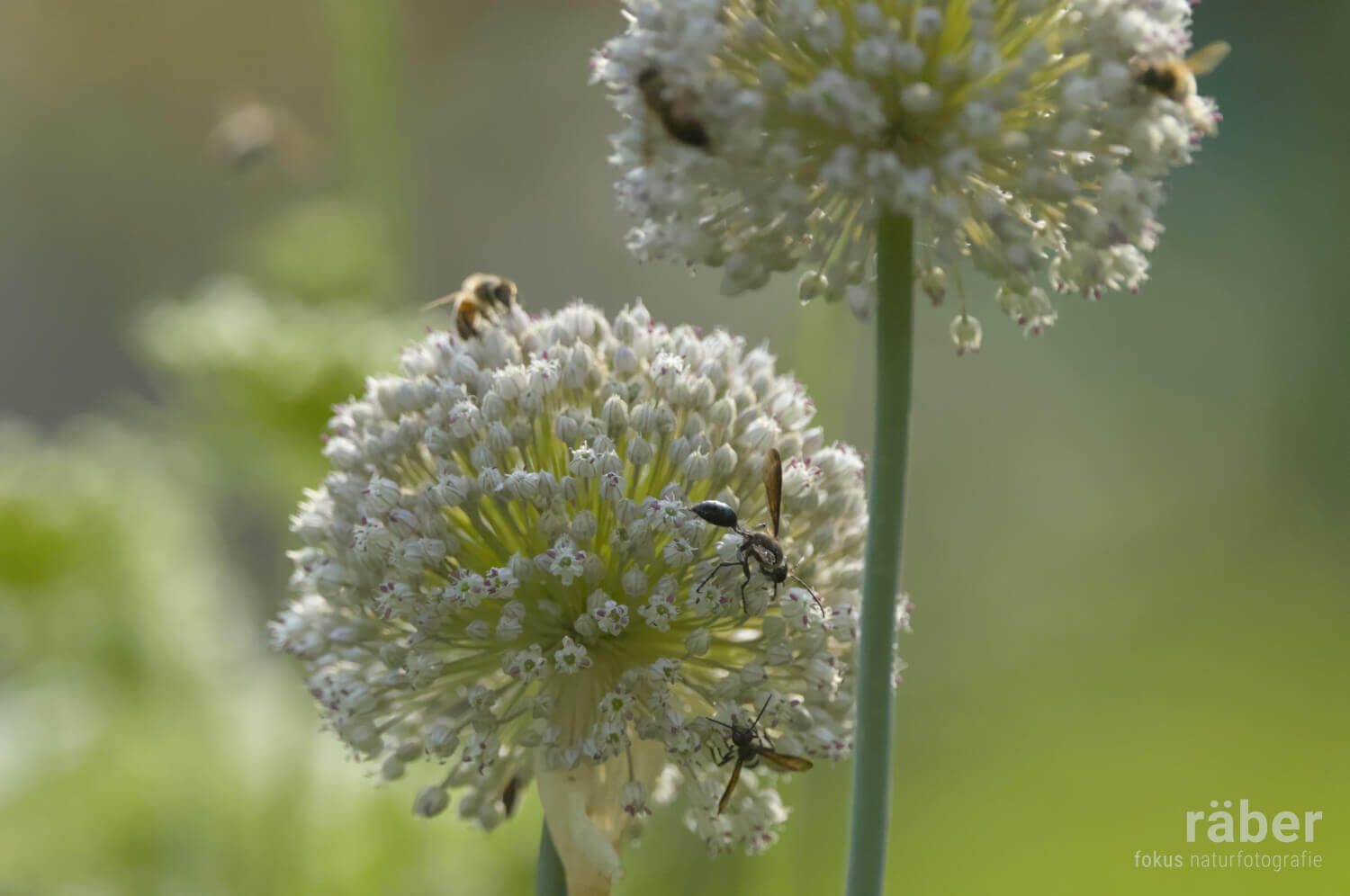 Biodiversität: Blühende Zwiebelgewächste sind bei Insekten sehr beliebt