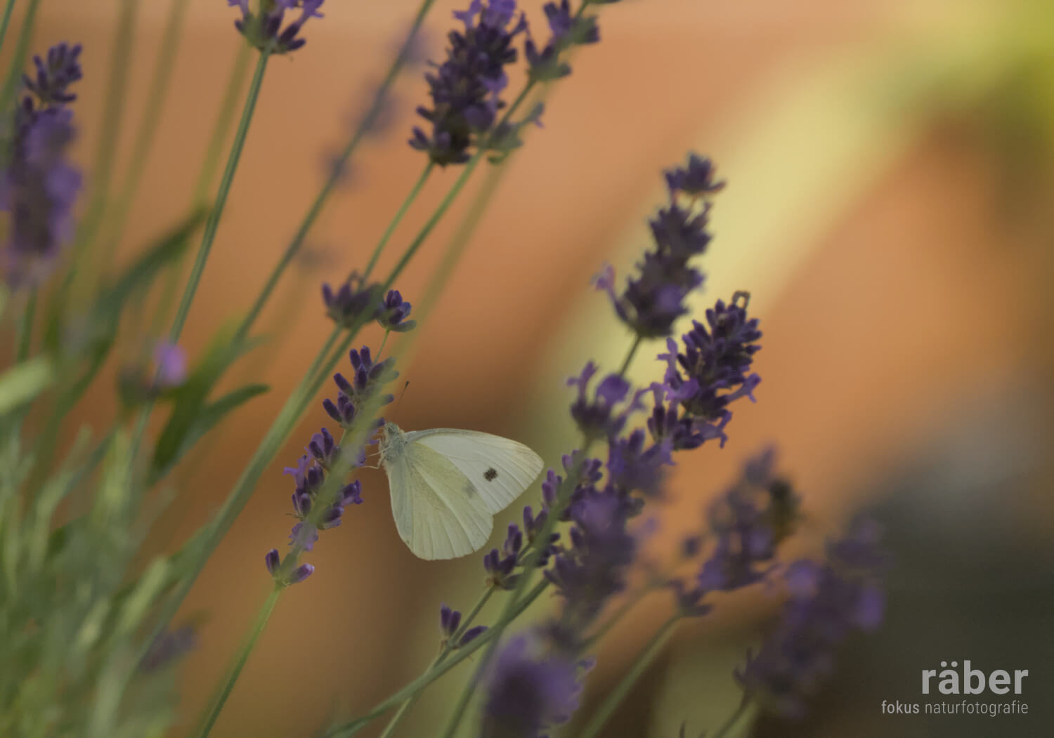 Biodiversität: Der Grosse Kohlweissling ist in ganz Europa beheimatet