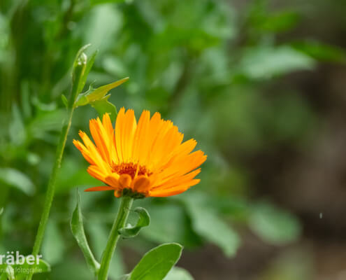 Die Ringelblume: auch im kleinen Garten ganz schön auffällig ...!