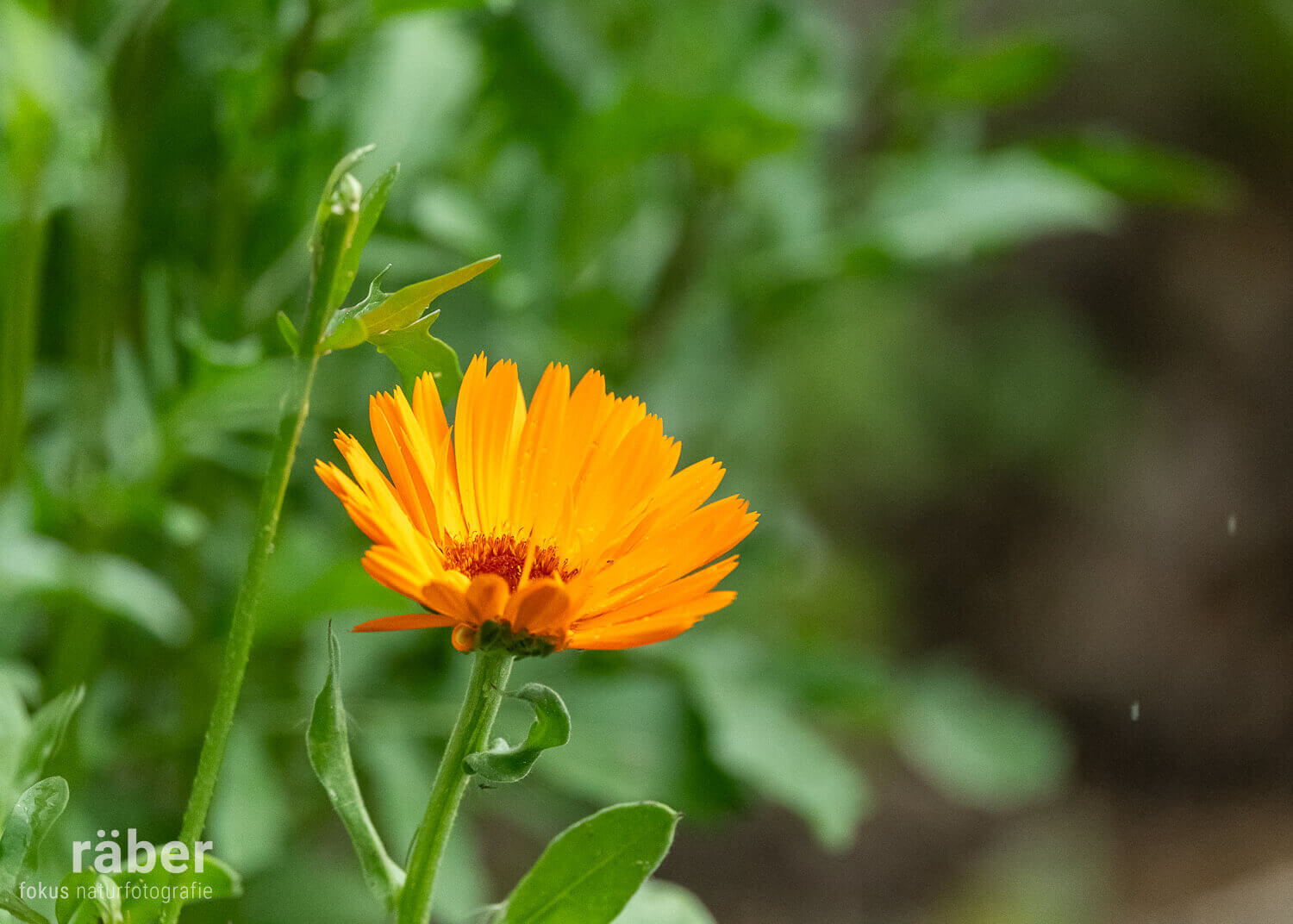 Die Ringelblume: auch im kleinen Garten ganz schön auffällig ...!