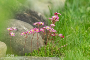 Auch besondere Blumen wie die Saxifraga «Highlander Rose Shades» (Moos-Steinbrech) fallen auf.