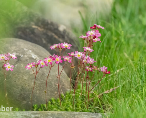 Auch besondere Blumen wie die Saxifrage «Highlander Rose Shades» fallen auf.