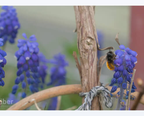 Naturnahe Gärten ziehen vielfältige Arten von Insekten an: im Bild eine Gehörnte Mauerbiene
