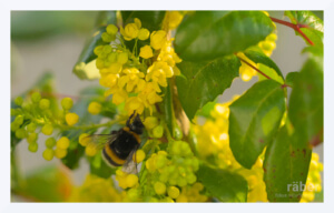 Naturnaher Garten: geben und nehmen. Hier ein Bild von einer Honigbiene auf einer Mahonie