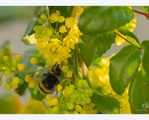 Naturnaher Garten: geben und nehmen. Hier ein Bild von einer Honigbiene auf einer Mahonie