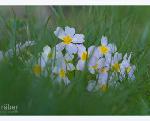 Erste Frühlingsboten im eigenen Garten, bzw. Rasen: Primeli