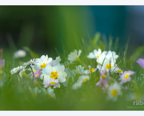 Primeli im eigenen Garten setzen erste Farbtupfer im Frühling zwischen Schnee, Regen und Sonnenschein.