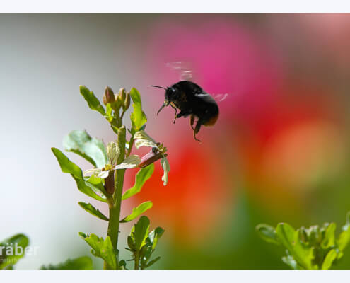 Eine stechfaule und grosse Hummel: die Steinhummel