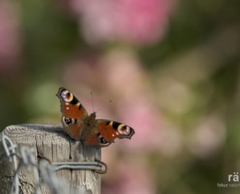 Biodiverstitä im Garten: Tagpfauenaugen-Schmetterlinge lieben Weiden, Huflattich, Schlehen und Löwenzahn. Im Sommer besuchen sie mit Vorliebe rote und blauviolette Blüten.