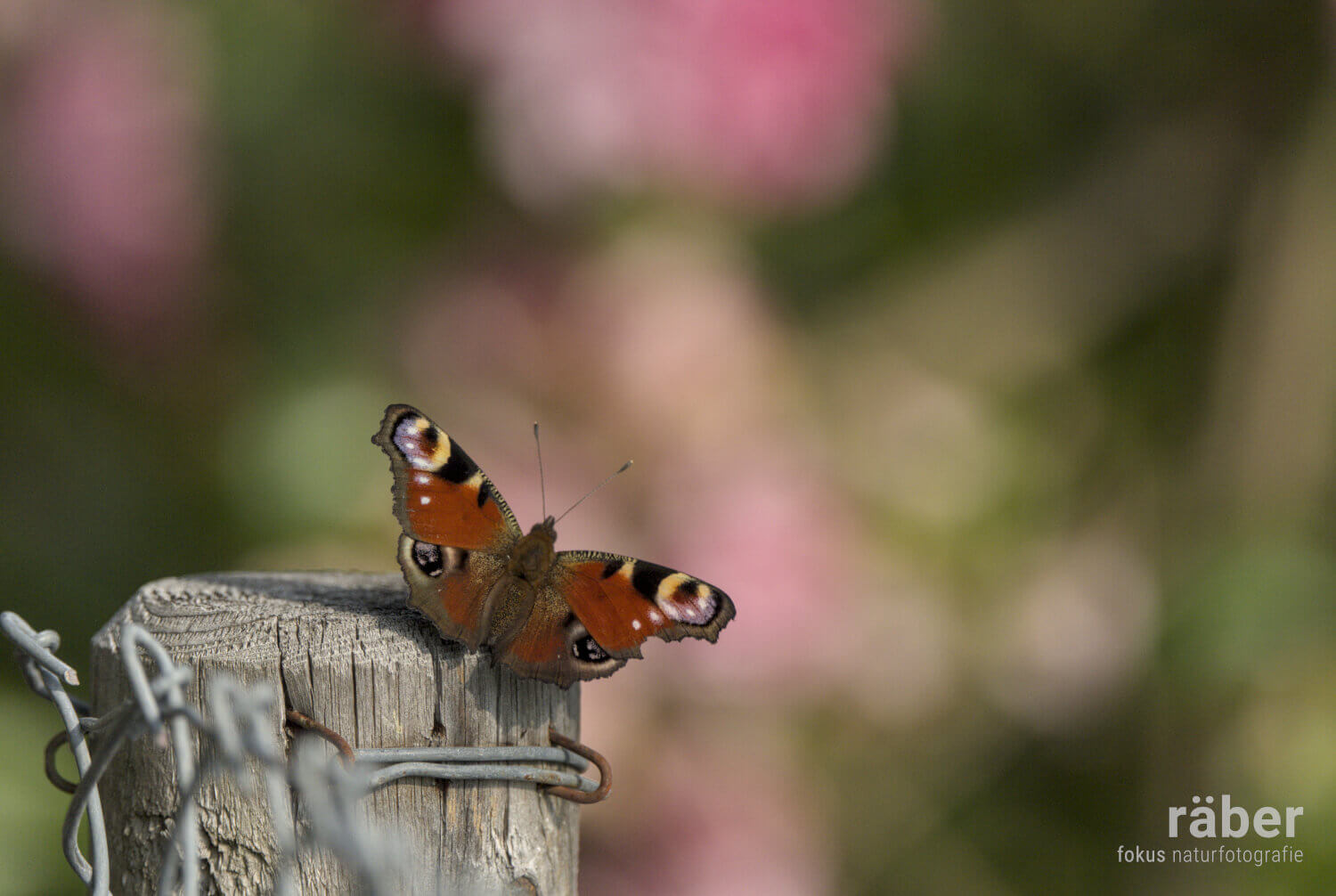 Biodiverstitä im Garten: Tagpfauenaugen-Schmetterlinge lieben Weiden, Huflattich, Schlehen und Löwenzahn. Im Sommer besuchen sie mit Vorliebe rote und blauviolette Blüten.