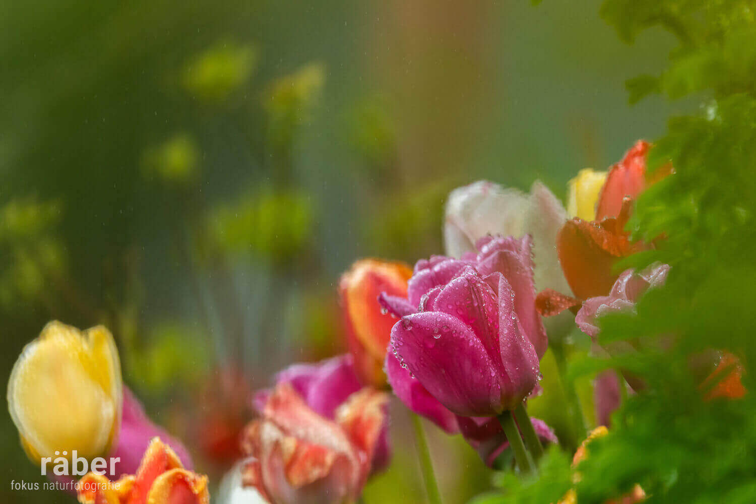 Blumen blühen auch in kleinen Gärten