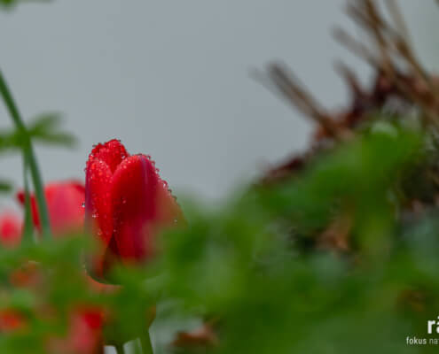 Tulpen im Regen