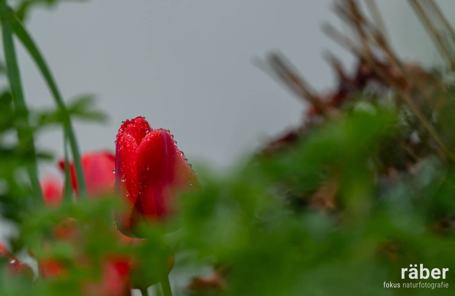 Tulpen im Regen