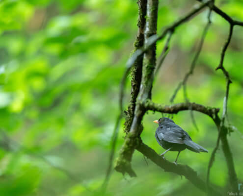 Auch ein kleiner Garten zieht Vögel und andere Tiere an.