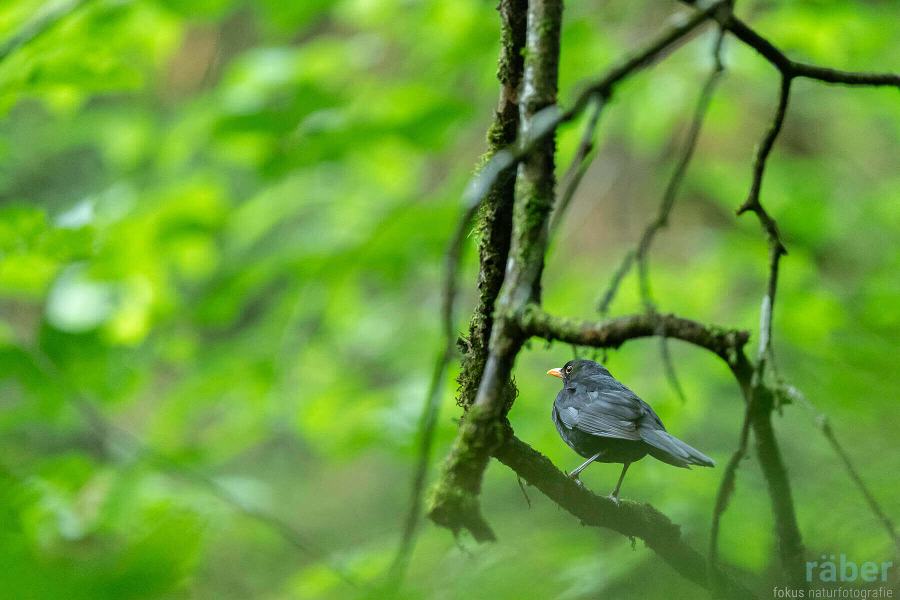 Auch ein kleiner Garten zieht Vögel und andere Tiere an.