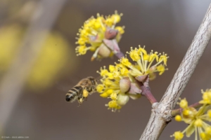 Für Bienen sind Kornelkirschblüten eine wichtige Nahrungsquelle