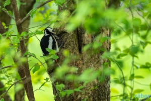 Ein Buntspecht-Weibchen in einem Kornelkirschbaum