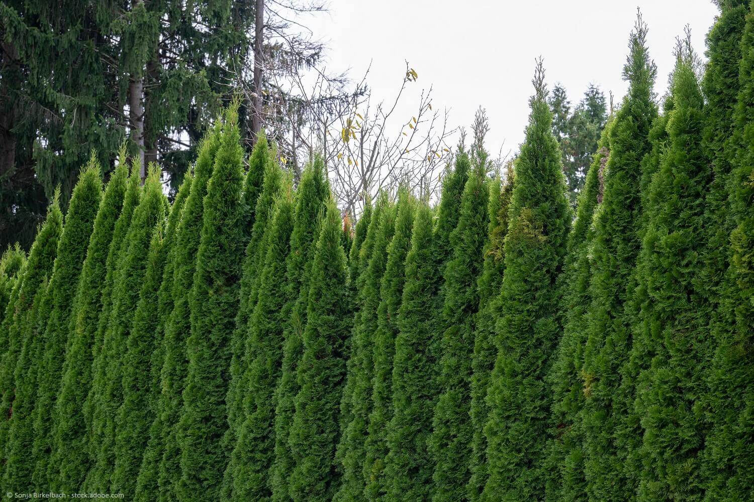 Beispiel natürlicher Gartensichtschutz mit einer Thujahecke.