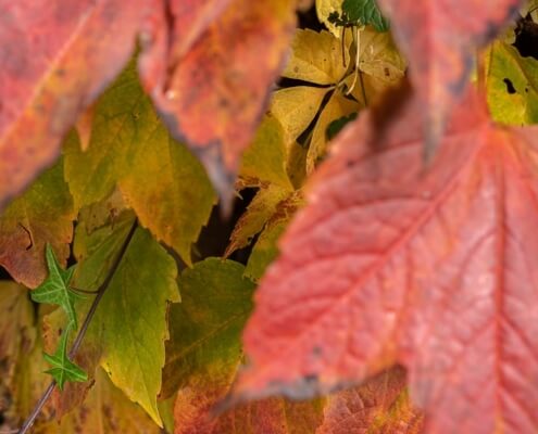 Garten im Herbst. Auch kleine Gärten brauchen zu jeder Jahreszeit Plege.
