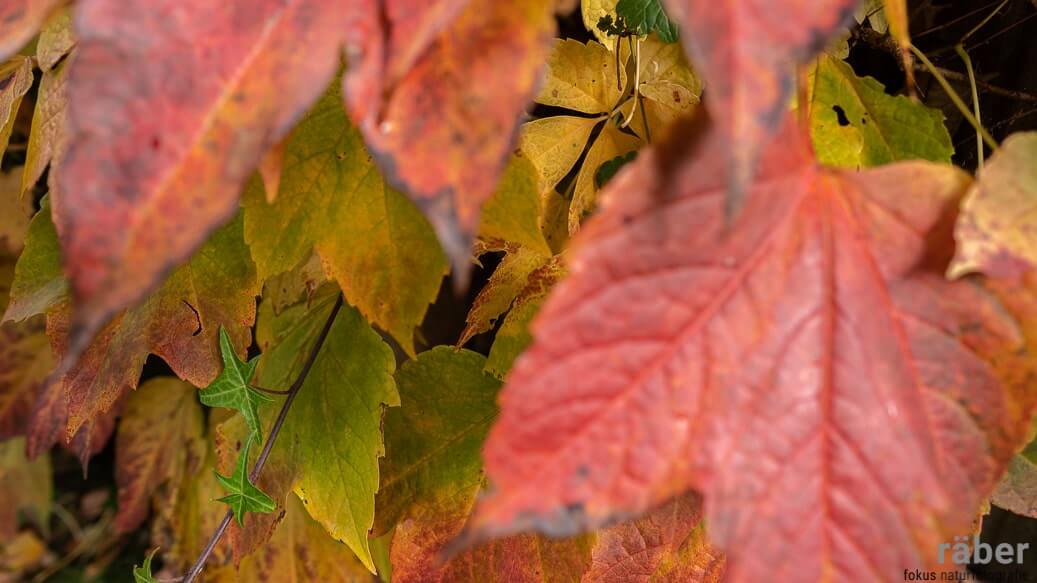 Garten im Herbst. Auch kleine Gärten brauchen zu jeder Jahreszeit Plege.