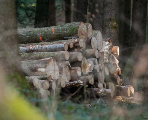 Mit schweizer Holz eine Holzhaus bauen.