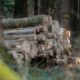 Mit schweizer Holz eine Holzhaus bauen.