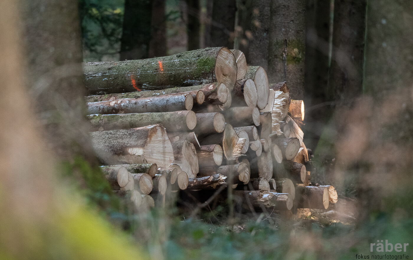 Mit schweizer Holz eine Holzhaus bauen.