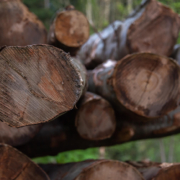 Holz: Rohstoff für die beliebten Holzhäuser