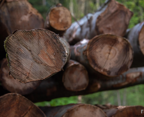 Holz: Rohstoff für die beliebten Holzhäuser