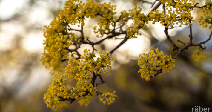 Blühende Kornelkirschen im Garten sind wichtig für Insekten