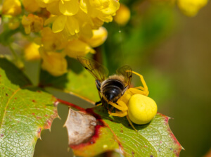 Eine gelbe Krappenspinne die in einer Mahonie eine Biene erwischt hat.