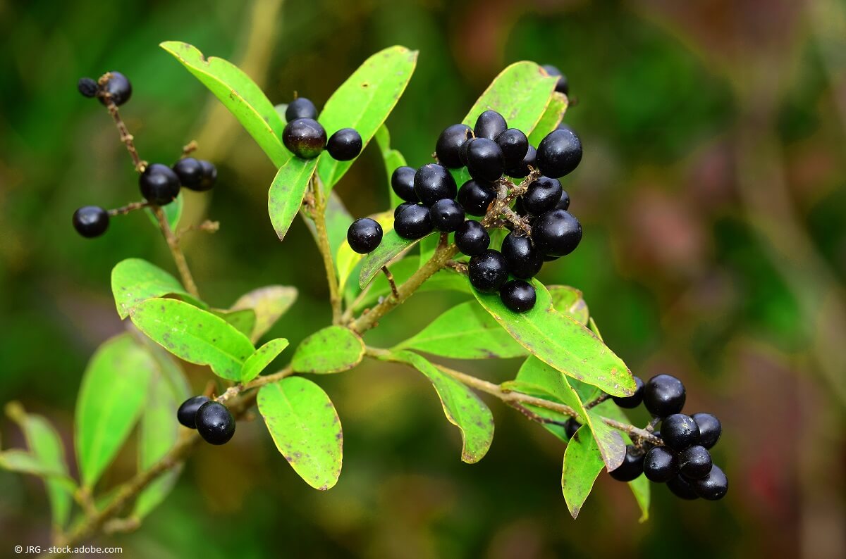 Ligustrum vulgare. Ein aufrecht wachsender, robuster und anpassungsfähiger Strauch aus der Familie der Ölbaumgewächse.