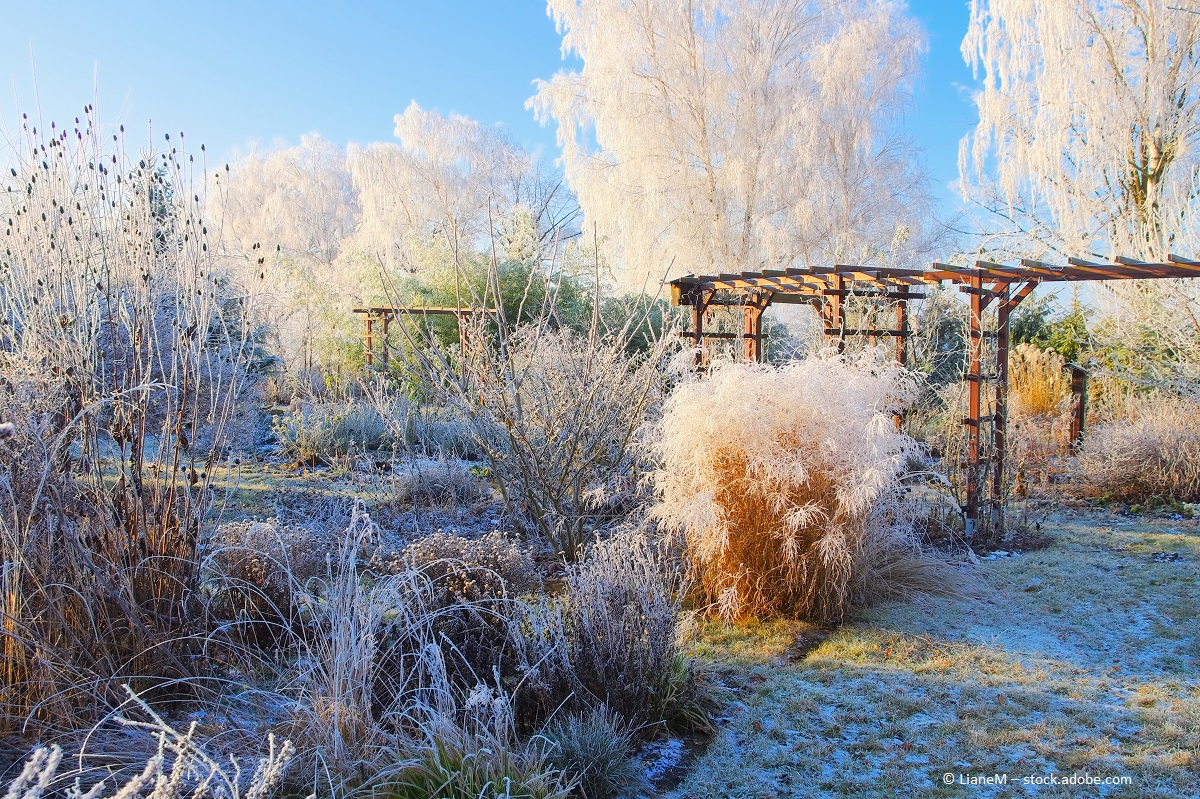 Naturgarten im Winter - pflegebedürftige Natur