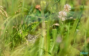 Biodiversität mit der Naturfotografie entdecken
