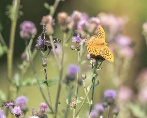 Mit einem Naturgarten Insekten anziehen