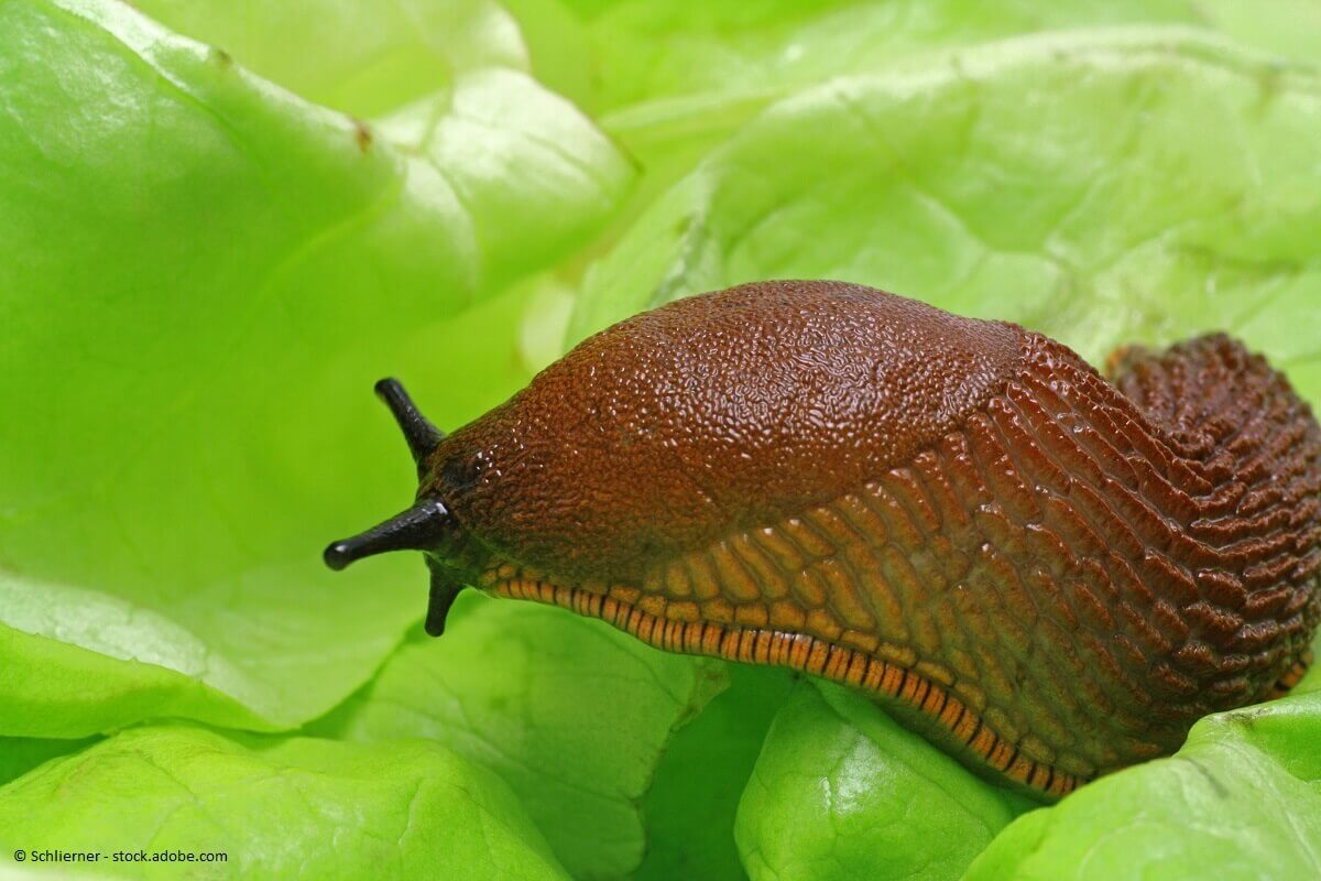 Schnecken sind gefräsiger als man meint. Darum besonders bei Regen ein wachsames Auge auf den Garten haben.