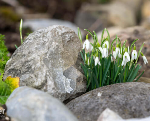 Schon früh im Frühling setzt die Natur in Ihrem Garten Lebenszeichen
