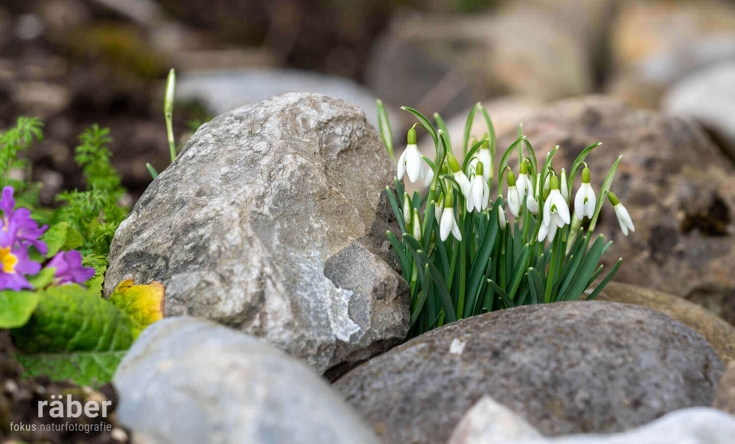 Schon früh im Frühling setzt die Natur in Ihrem Garten Lebenszeichen