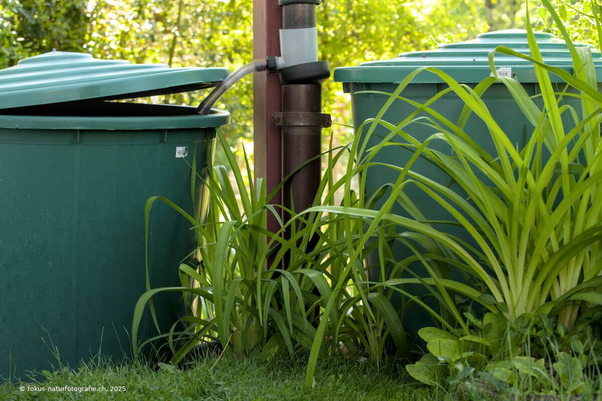 Wassertank im Garten. Ist die eine Tonne voll, kann auf die andere umgestellt werden.