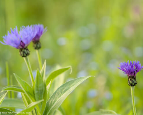 Wunderschön auch im kleinen Garten: Die Wiesen-Flockenblume.