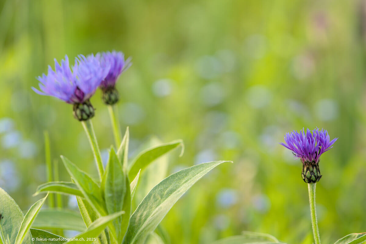 Wunderschön auch im kleinen Garten: Die Wiesen-Flockenblume.
